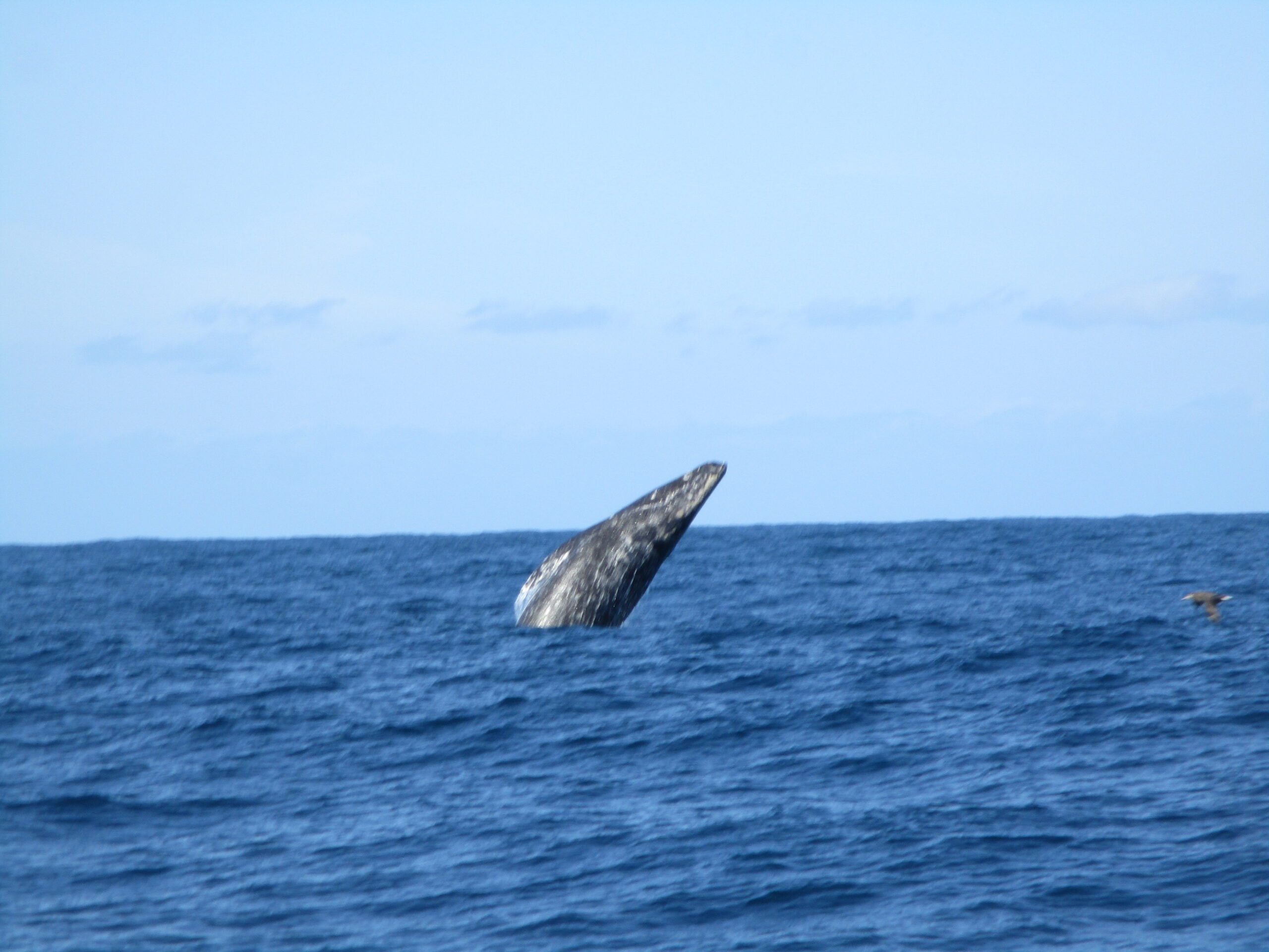 Monterey Bay Grey Whale